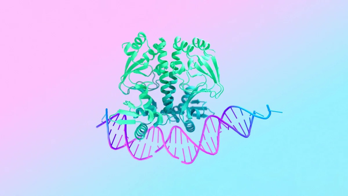 AlphaFold 3 là mô hình AI dự đoán cấu trúc protein, DNA, RNA, ligand và các phân tử khác